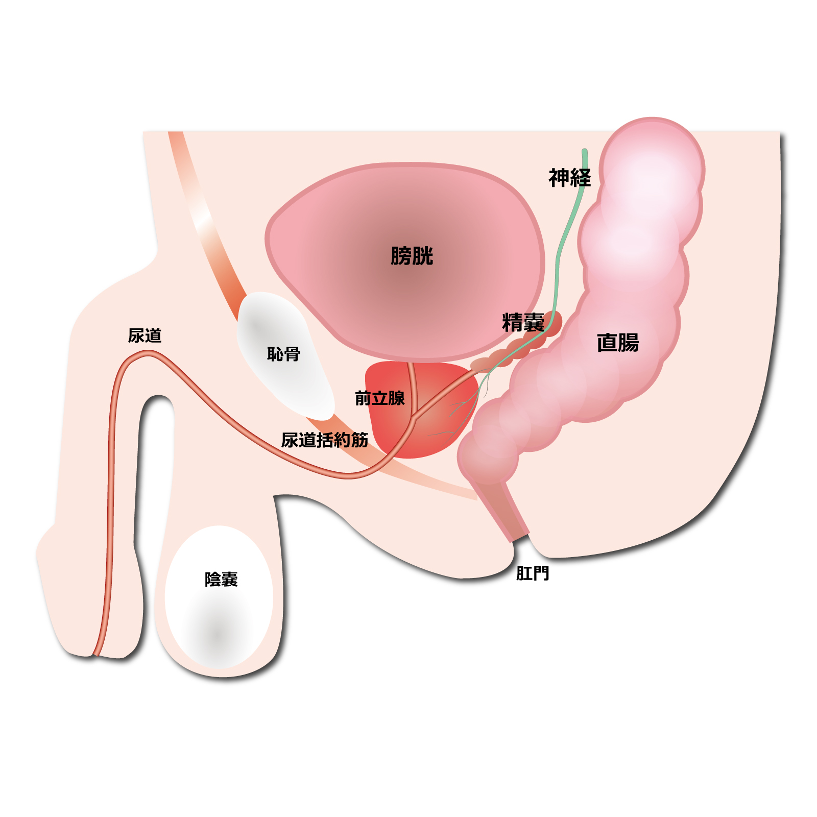 前立腺がん小線源治療後の射精は、前立腺がん小線源治療前の射精と変わらず